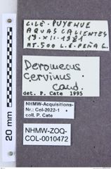 Etikette zu Deromecus cervinus (NHMW-ZOO-COL-0010472)